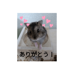 [LINEスタンプ] ハムちびスタンプ