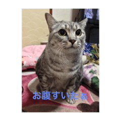 [LINEスタンプ] ネコ@