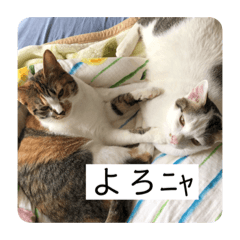 [LINEスタンプ] ひめとほくろ