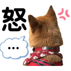 [LINEスタンプ] 柴犬あんず ver.6