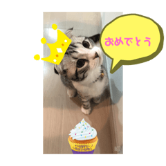[LINEスタンプ] 蘭丸まる 6