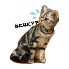 [LINEスタンプ] アメショ フロル2