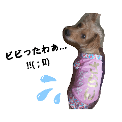 [LINEスタンプ] salangがゆく❗️