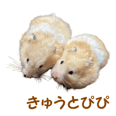 [LINEスタンプ] ハムスターのきゅうとぴぴ