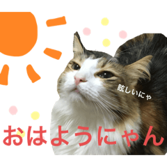 [LINEスタンプ] りおニャンズ3