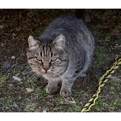 [LINEスタンプ] 猫の家1弾