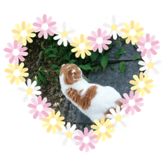 [LINEスタンプ] ねこ⭐︎ミミ＆カイ