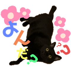 [LINEスタンプ] くま家のにゃんこズ2