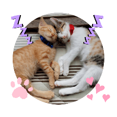 [LINEスタンプ] 子猫のあいさつスタンプ