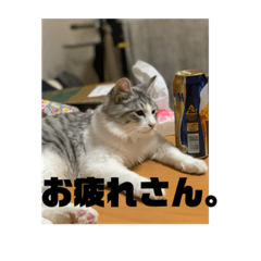 [LINEスタンプ] ボンちゃん、さんご、ななを