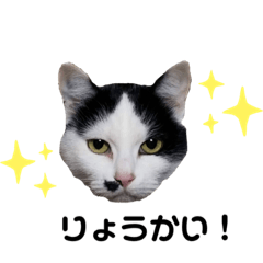 [LINEスタンプ] みやしたにゃんこず
