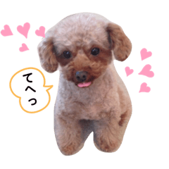 [LINEスタンプ] トイプーうめゆず