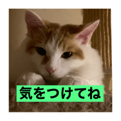 [LINEスタンプ] 光永家のねこ