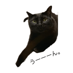 [LINEスタンプ] さやねこ。