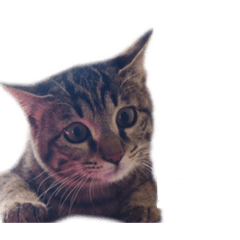 [LINEスタンプ] とら子ちゃま