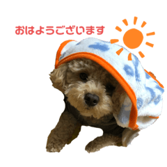 [LINEスタンプ] トイプードルじゃっく2♡日常挨拶☀︎
