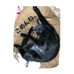 [LINEスタンプ] 黒猫AI