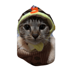 [LINEスタンプ] 元野良猫の幸子