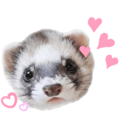 [LINEスタンプ] フェレットぽてと☆ferret☆