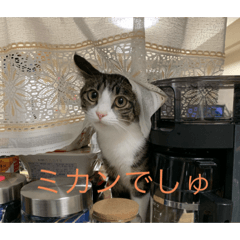 [LINEスタンプ] ベル＆ミー＆ポー