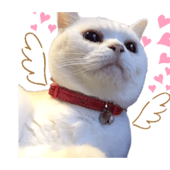 [LINEスタンプ] にゃたお②