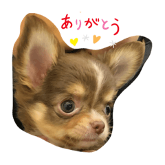 [LINEスタンプ] ウチのcocoa