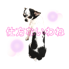 [LINEスタンプ] ずちゃんぷ。