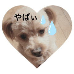 [LINEスタンプ] 愛犬らてちゃん2