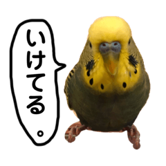 [LINEスタンプ] インコのぴーちゃんです。