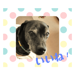 [LINEスタンプ] コーギーカーディガン コーギーミックス犬