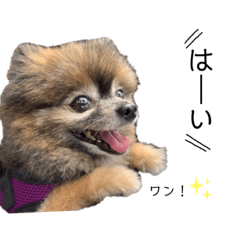 [LINEスタンプ] ポメラニアンのちろちゃん