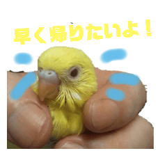 [LINEスタンプ] インコのMAXくん2