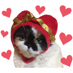 [LINEスタンプ] ふーちゃん(猫)①