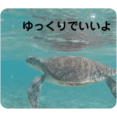 [LINEスタンプ] カメたちのお話