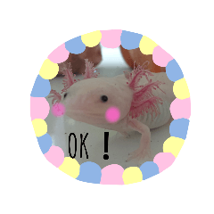 [LINEスタンプ] ウーパールーパーのぱるぱる