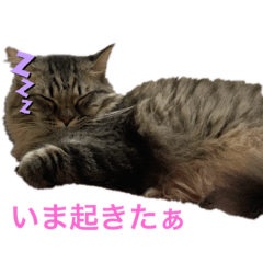 [LINEスタンプ] まりもこむぎฅ•ω•ฅ