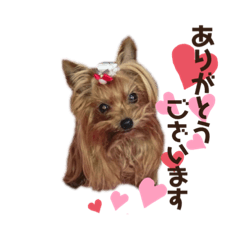 [LINEスタンプ] 愛犬ヨーキー（ルイちゃん)  -日常ことば-