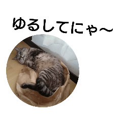 [LINEスタンプ] ねこのハヤテ  4