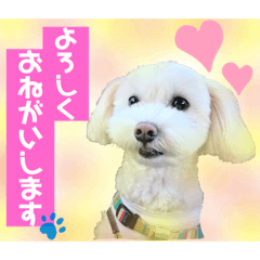 [LINEスタンプ] コールやん♡2020