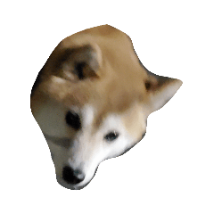 [LINEスタンプ] 新手の犬猫スタンプ