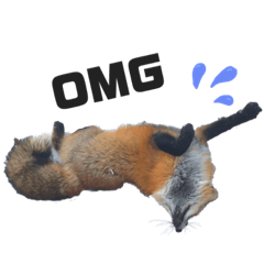 [LINEスタンプ] ほっこりきつね。