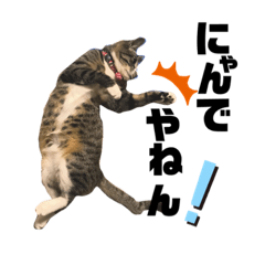 [LINEスタンプ] ねこズ❤️