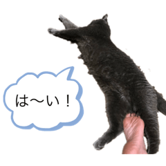 [LINEスタンプ] にゃんたの日常会話