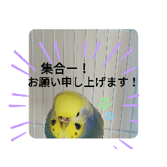 [LINEスタンプ] インコのお喋り