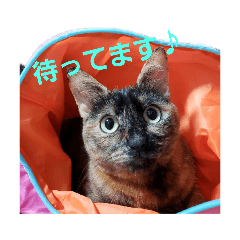 [LINEスタンプ] NeNe:1
