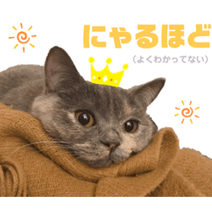 [LINEスタンプ] ばぶネコくーちゃん