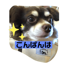 [LINEスタンプ] チワワのレオくん3才Part2