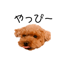 [LINEスタンプ] トイプードル のじょん