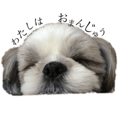 [LINEスタンプ] シーズー犬レン君のスタンプ