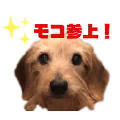 [LINEスタンプ] MOCO’sスタンプ